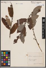Foto von Salix caprea L. x Salix cinerea L.